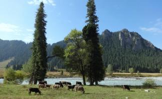 乌鲁木齐起止北疆伊犁13日落地自驾：可可托海-喀纳斯-禾木-赛里木湖-伊昭公路-喀拉峻-独库北线13-推荐