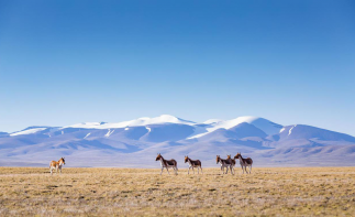 西宁集合可可西里-三江源8日自驾青海秘境：昆仑山-勒巴沟-翡翠湖-万丈盐桥8日自驾游-推荐