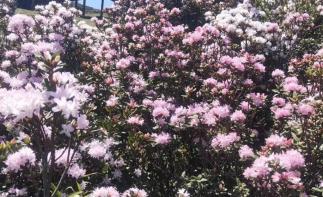 成都出发毕节杜鹃花3日自驾：慕俄格古城-百里杜鹃花-大方3日赏花自驾游-推荐