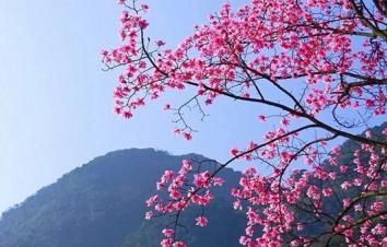 成都周边2日踏青赏花：九皇山猿王洞-辛夷花林2日自驾游-游推荐