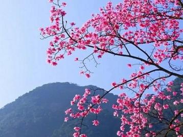 成都周边2日踏青赏花：九皇山猿王洞-辛夷花林2日自驾游
