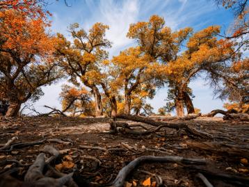 成都出发西北额济纳11日自驾游：额济纳旗-壶口瀑布-镇北堡影视城-嘉峪关-张掖丹霞11日赏秋自驾