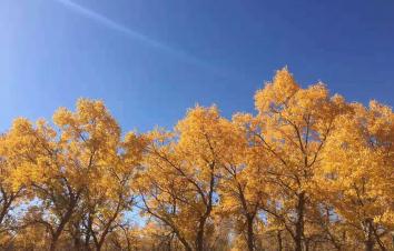 北京出发额济纳8日西北自驾游：胡杨林-居延海-西夏王陵-西部影城8日自驾游-游推荐