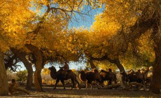 成都出发额济纳旗8.5日自驾：壶口瀑布-镇北堡影视城-额济纳旗胡杨林-居延海日出8.5日环线自驾-推荐