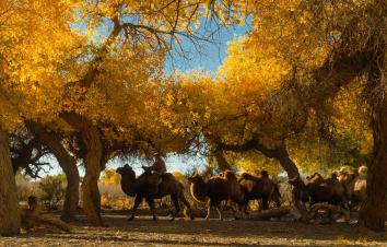 成都出发额济纳旗8.5日自驾：壶口瀑布-镇北堡影视城-额济纳旗胡杨林-居延海日出8.5日环线自驾-游推荐