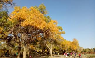 金秋10月兰州集合古丝绸之路8日自驾游：额济纳胡杨林-航天城-嘉峪关-门源8日自驾-推荐