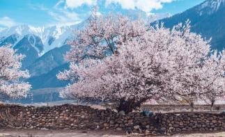 成都出发林芝桃花17日自驾：丁真家乡-金川梨花-墨石公园-来古冰川-雅鲁藏布江-布宫大昭寺-羊湖-纳-推荐