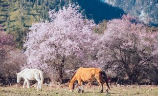 拉萨集结看林芝桃花7日落地自驾：波密桃花沟-嘎隆拉冰川-雅鲁藏布江大峡谷-巴松措-嘎拉桃花村7日自驾-推荐