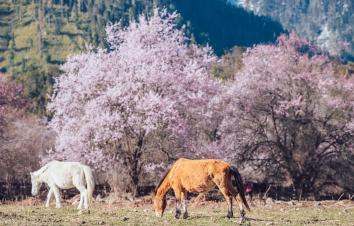 拉萨集结看林芝桃花7日落地自驾：波密桃花沟-嘎隆拉冰川-雅鲁藏布江大峡谷-巴松措-嘎拉桃花村7日自驾-游推荐