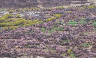 北京出发西藏26日自驾游：赏桃花-秘境墨脱-珠峰-羊卓雍措-纳木错26日自驾游-推荐