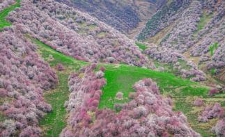 乌鲁木齐集合伊犁看杏花7日自驾：赛里木湖-中华福寿山杏花-吐尔根杏花沟-那拉提空中草原7日落地租车自-推荐