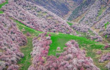 乌鲁木齐集合伊犁看杏花7日自驾：赛里木湖-中华福寿山杏花-吐尔根杏花沟-那拉提空中草原7日落地租车自-游推荐