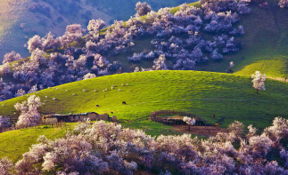 乌鲁木齐集合北疆伊犁13日赏樱花自驾：喀纳斯-禾木-赛里木湖-喀拉峻草原-吐尔根杏花沟-库木塔格沙漠-推荐