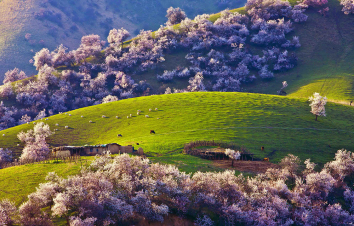 乌鲁木齐集合北疆伊犁13日赏樱花自驾：喀纳斯-禾木-赛里木湖-喀拉峻草原-吐尔根杏花沟-库木塔格沙漠-游推荐