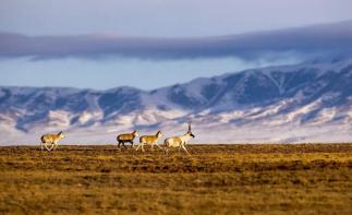 西宁集结可可西里9日自驾游：青海湖-翡翠湖-万丈盐桥-可可西里-黄河源头-文成公主庙-三江源保护区9-推荐