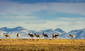 西宁集结可可西里7日自驾游：西宁-可可西里-黄河源头-文成公主庙-三江源保护区-昆仑山国家公园-九层-推荐