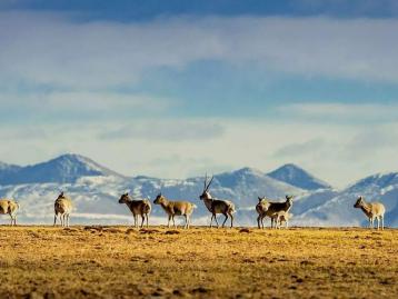 西宁集结可可西里7日自驾游：西宁-可可西里-黄河源头-文成公主庙-三江源保护区-昆仑山国家公园-九层