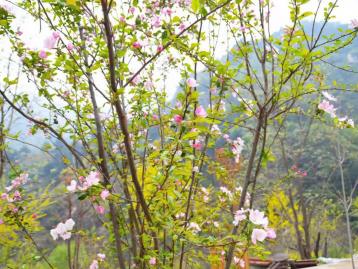 北京周边2日自驾游：五岳寨-漫山花溪谷河北2日自驾游