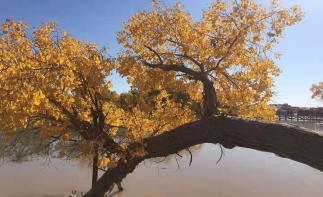 北京出发额济纳国庆9日自驾游：胡杨林-居延海-策克口岸-黑水城-冰沟丹霞-沙坡头9日自驾游-推荐