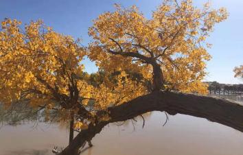 北京出发额济纳国庆9日自驾游：胡杨林-居延海-策克口岸-黑水城-冰沟丹霞-沙坡头9日自驾游-游推荐