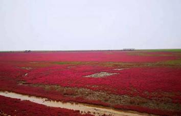 北京出发东北4日自驾游：兴城古城-红海滩国家风景廊道-大黑山国家森林公园4日自驾游-游推荐