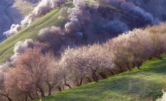 天山雪源丨杏花秘境 S101-赛里木湖-果子沟-霍城大西沟杏花-库尔德宁-吐尔根杏花沟-那拉提-巩乃-推荐