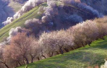 天山雪源丨杏花秘境 S101-赛里木湖-果子沟-霍城大西沟杏花-库尔德宁-吐尔根杏花沟-那拉提-巩乃-游推荐