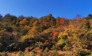 合肥周边自驾2日游：赏大别山红叶-天妙公路-天峡-享天悦湾温泉鹞落坪岳西二日游-推荐