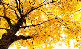 大理集合云南7日秋冬自驾：腾冲银杏村-无量山冬樱花-诺邓古村-云龙太极图-北海湿地7日自驾游-推荐