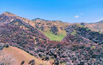 乌鲁木齐集合新疆伊犁7日自驾游：花开伊犁吐尔根杏花沟- 大西沟杏花沟-那拉提-库木塔格沙漠7日自驾-游推荐