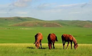 海拉尔集合呼伦贝尔5日小环线自驾游：金夏草原额尔古纳-恩和-中俄边境卡线-黑山头-满洲里-呼伦湖5日-推荐