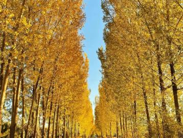 重庆出发汉中赏秋4日自驾游：【大秦知秋】汉中高江路-褒斜古道穿越秦岭4日自驾游