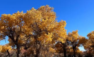 成都出发甘肃内蒙8日自驾游：[金秋胡杨]河西走廊-嘉峪关-金塔胡杨-额济纳胡杨林-西安8日自驾-推荐