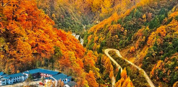 【漫天岭秋色】广元曾家山-林场秋色-云海日出2日自驾-大自驾网